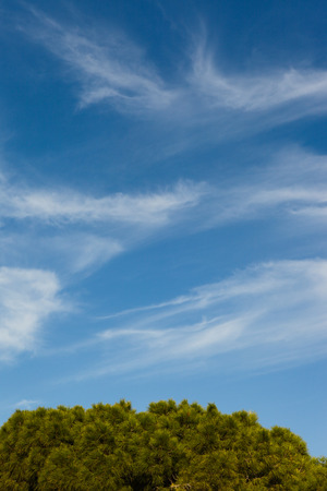 Treetop with blue skyの写真素材