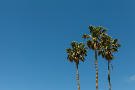 Palm trees with blue sky background