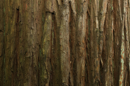 Old tree backgroundの写真素材