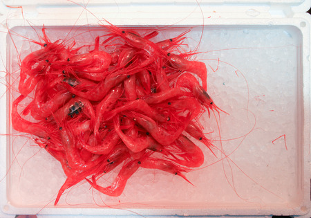 Shrimps in an ice boxの写真素材