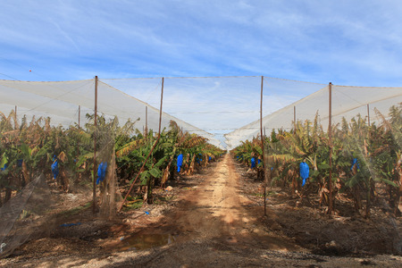 Banana trees in a greenhouseの写真素材