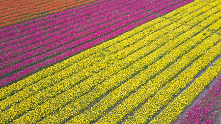 Field of colorful Buttercups - Aerial viewの写真素材