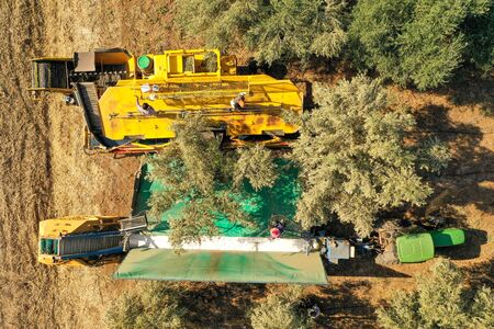 Olive Tree Shaker Harvester operation supported by four Pole beating workers.