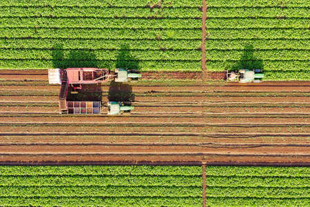 Beet root Harvesting process, Top down aerial image.の写真素材