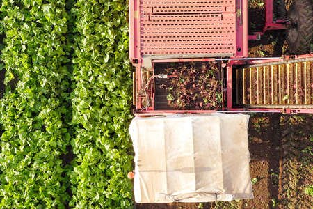 Beet root Harvesting process, Top down aerial image.の写真素材