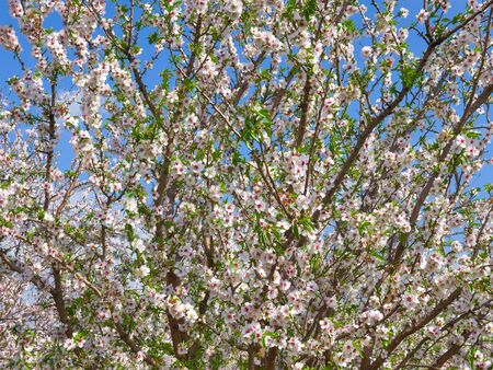 White and Pink full bloom Almond treeの写真素材