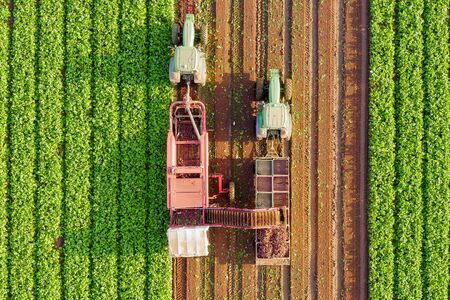 Beet root Harvesting process, Top down aerial image.の写真素材