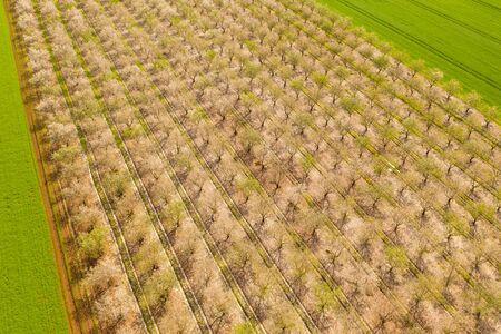 White full bloom Almond trees plantation, Aerial image.の写真素材