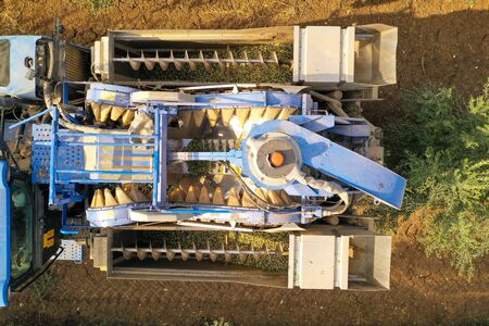 Olive Harvester processing rows of Olive trees, aerial image.
