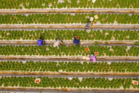 Farm workers picking ripe Strawberries into small white boxes.の写真素材