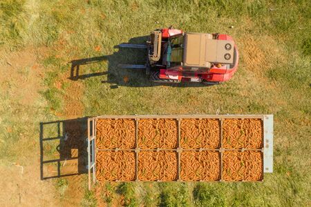 Pallets full of fresh picked Carrots, Aerial.の写真素材
