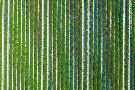 Strawberry field, Lines of Green ripe plants full of Red Strawberries ready for picking in a farmの写真素材