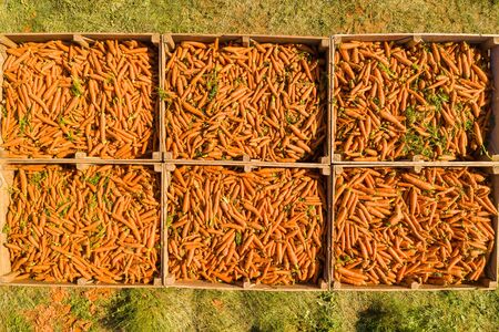Pallets full of fresh picked Carrots, Aerial.の写真素材