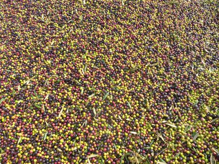 Massive amount of Fresh Harvested Olives in a trailerの写真素材
