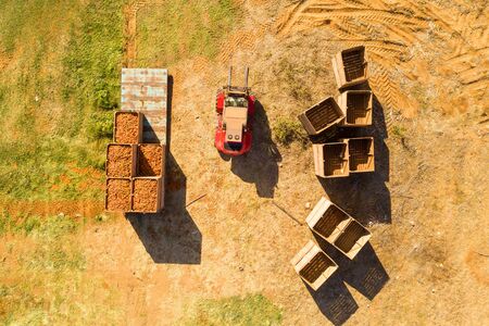 Pallets full of fresh picked Carrots, Aerial.の写真素材