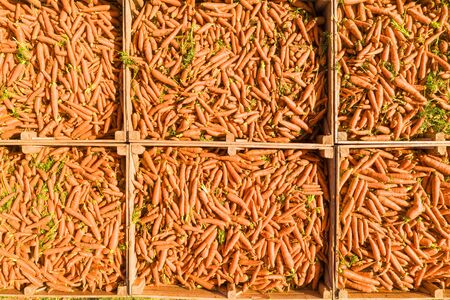 Pallets full of fresh picked Carrots, Aerial.の写真素材