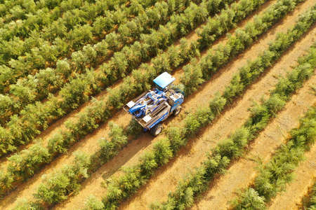 Olive Harvester processing rows of Olive trees, aerial image.のeditorial素材