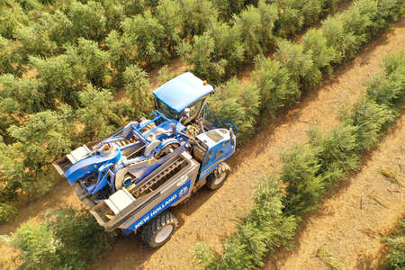 Olive Harvester processing rows of Olive trees, aerial image.のeditorial素材