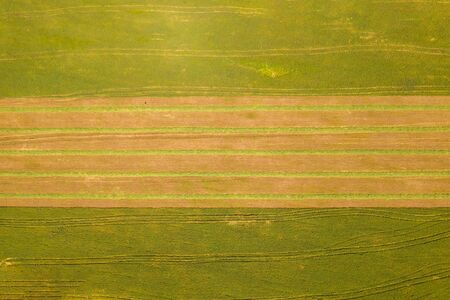 Large Wheat field with line of fresh harvested Silage.の写真素材