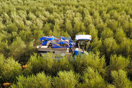 Olive Harvester processing rows of Olive trees, aerial image.のeditorial素材