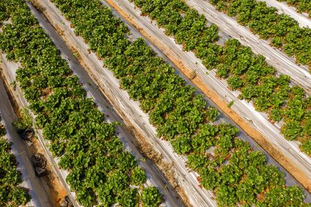 Strawberry field, Lines of Green ripe plants full of Red Strawberries ready for picking in a farmの写真素材