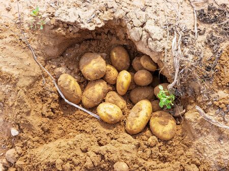 Potatoes on the ground in a small organic farm.の写真素材