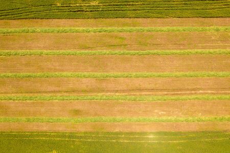 Large Wheat field with line of fresh harvested Silage.の写真素材