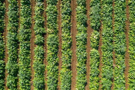 Aerial image of rows of ripe Artichokes in a field.