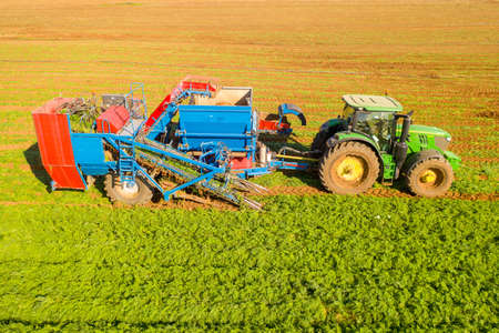 Two row Carrot Picker processing rows of ripe Carrots.のeditorial素材