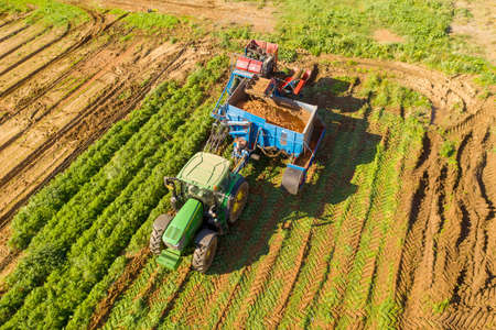 Two row Carrot Picker processing rows of ripe Carrots.のeditorial素材