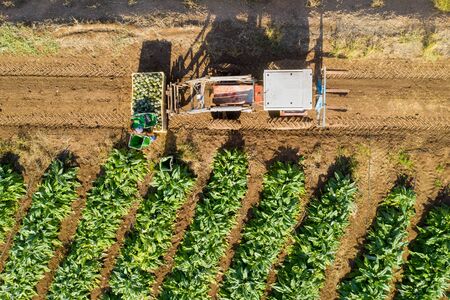 Aerial image of rows of ripe Artichokes in a field.の写真素材