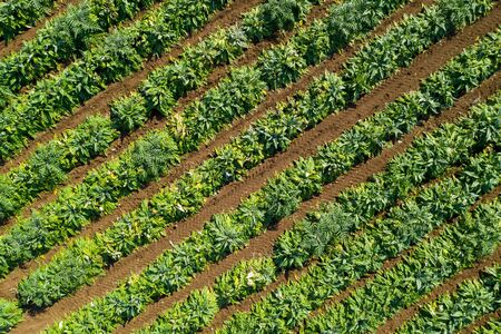 Aerial image of rows of ripe Artichokes in a field.