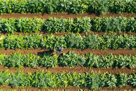 Aerial image of rows of ripe Artichokes in a field.の写真素材