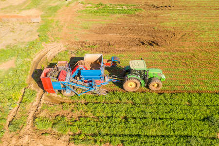 Two row Carrot Picker processing rows of ripe Carrots.のeditorial素材