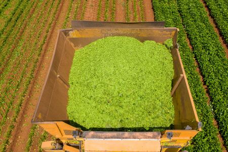 Green Beans picker processing a large field.の写真素材
