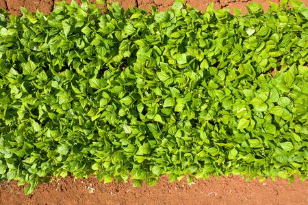 Row of Green Beans ready for picking.の写真素材