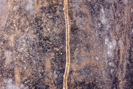 Post Forest fire scorched land and trail crossing.の写真素材