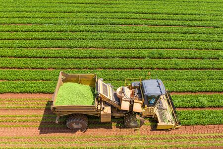 Green Beans picker processing a large field.の写真素材