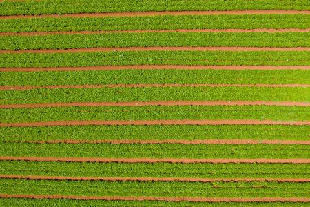 Row of Green Beans ready for picking.の写真素材