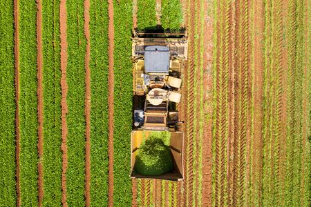 Green Beans picker processing a large field.の写真素材
