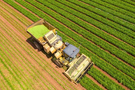 Green Beans picker processing a large field.の写真素材