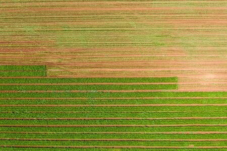 Row of Green Beans ready for picking.の写真素材