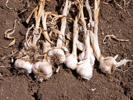 Small batch of Raw Garlic, fresh picked, in a field.の写真素材