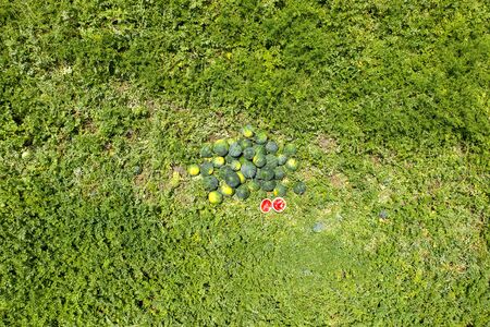 Group of Ripe Watermelons in a field.の写真素材