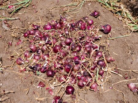 Fresh picked Red Onions in a field.の写真素材