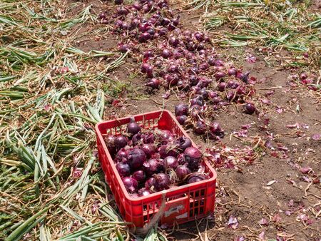 Fresh picked Red Onions in a field.の写真素材