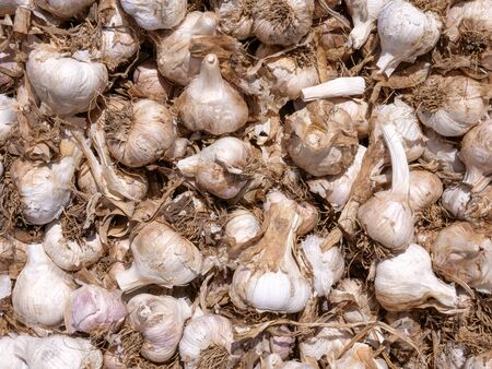 Fresh picked Garlic heads background image.の写真素材