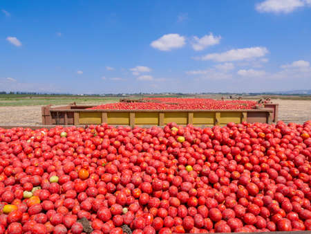 Trailers loaded with Fresh picked Tomatoes parked in an agricultural field.の写真素材