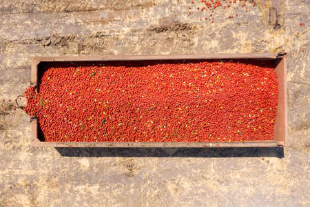 Trailers loaded with Fresh picked Tomatoes parked in an agricultural field.の写真素材