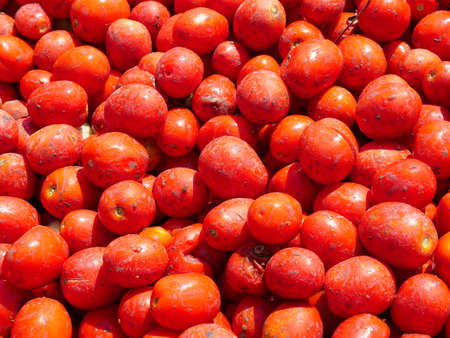 Fresh picked pre washed Tomatoes background image.の写真素材